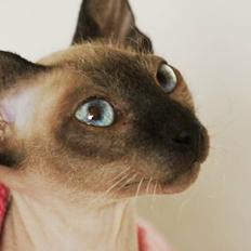 Sphynx Isabella *BABY*