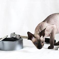 Sphynx Isabella *BABY*