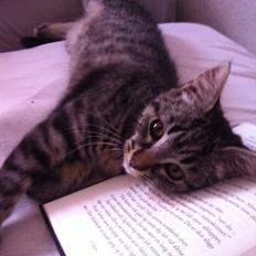 Blanding af racer Bella