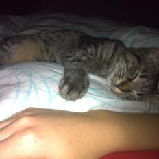 Blanding af racer Bella