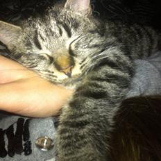 Blanding af racer Bella