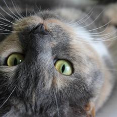 Huskat Emina Augusta