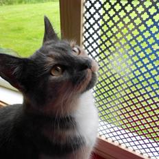 Huskat Emina Augusta