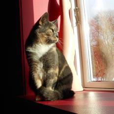 Huskat Emina Augusta