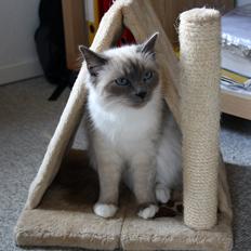 Hellig Birma Rokakitho's Iago