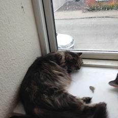 Blanding af racer janni