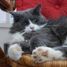Maine Coon Buller