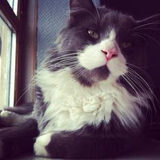 Maine Coon Buller