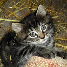 Blanding af racer Ulle