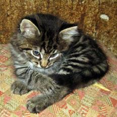 Blanding af racer Ulle