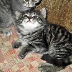 Blanding af racer Ulle