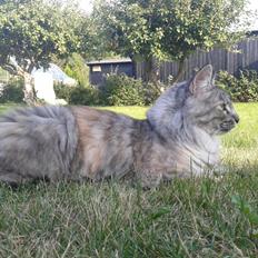 Maine Coon Zion