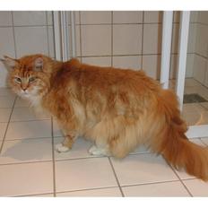Maine Coon marcus