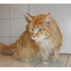Maine Coon marcus