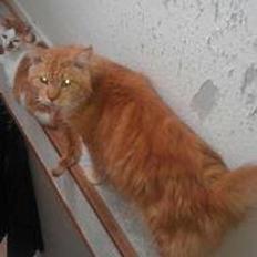 Maine Coon marcus