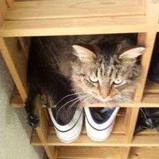 Blanding af racer Felix RIP