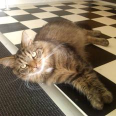 Blanding af racer Felix RIP