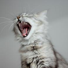 Blanding af racer Gucci