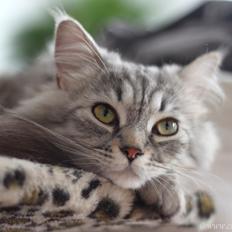 Blanding af racer Gucci