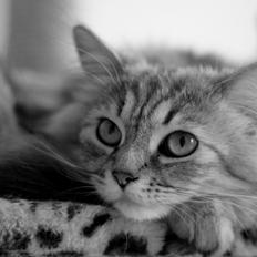 Blanding af racer Gucci