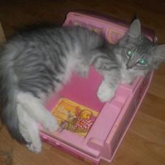 Norsk Skovkat Høgerstedets Blue Fairy Boy