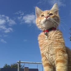 Blanding af racer Simba