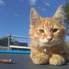 Blanding af racer Simba