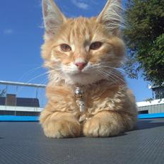 Blanding af racer Simba