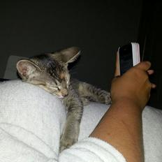 Blanding af racer Molly <3