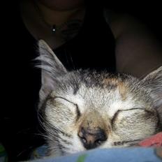 Blanding af racer Molly <3