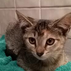 Blanding af racer Molly <3