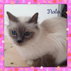 Hellig Birma Nala (Shengo Sugar Baby)