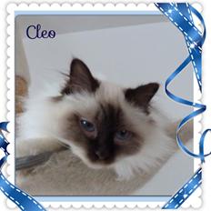Hellig Birma Cleo
