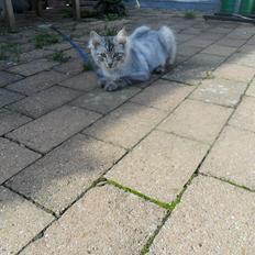 Blanding af racer Silver