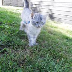 Blanding af racer Silver