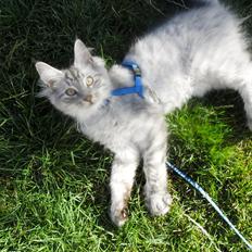 Blanding af racer Silver