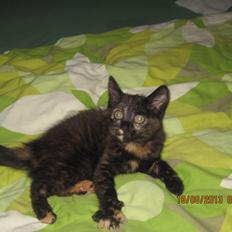 Blanding af racer Hirse