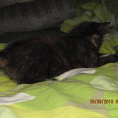 Blanding af racer Hirse