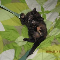 Blanding af racer Hirse