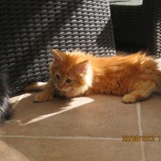 Maine Coon Obelix