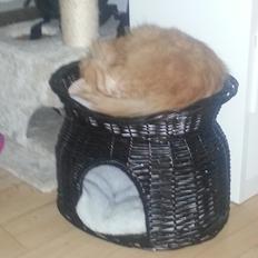 Blanding af racer Elvis