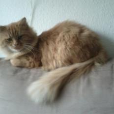 Blanding af racer Elvis