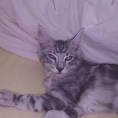 Blanding af racer Simba