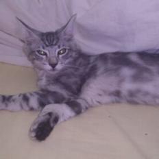 Blanding af racer Simba