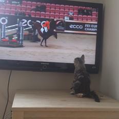 Blanding af racer Simba