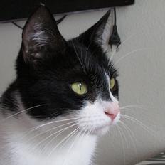 Huskat ~ Fiona † ** Sov sødt min elskede skat <3**