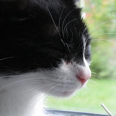 Huskat ~ Fiona † ** Sov sødt min elskede skat <3**