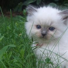 Ragdoll DK Vandoll Quality Queenie