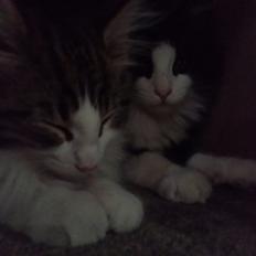 Norsk Skovkat Alpina av Fager ( Minnie)