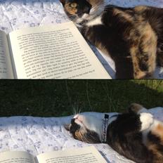 Blanding af racer Berta